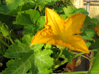 Blumenbild