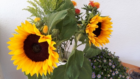 Sonnenblumen